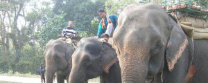 jaldapara elephant ride